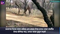 Two Tigers Fighting Video Goes Viral: গহীণ অরণ্যে চলছে বাঘের লড়াই, ভাইরাল ভিডিও