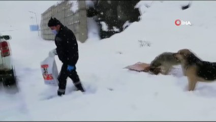 Hakkari’de sokak hayvanları karlı günlerde de unutulmadı