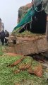 शाजापुर: कोहरा अधिक होने के कारण 3 ट्रक और एक बस की  हुई भिड़ंत, घटना का देखे लाइव वीडियो