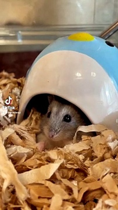 hamster