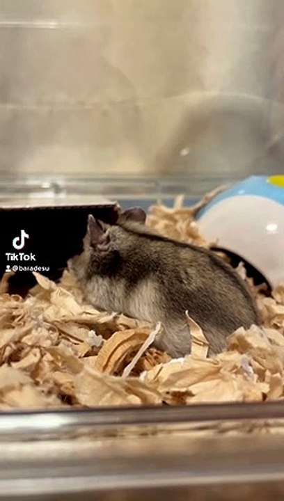 hamster