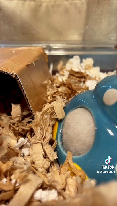 hamster