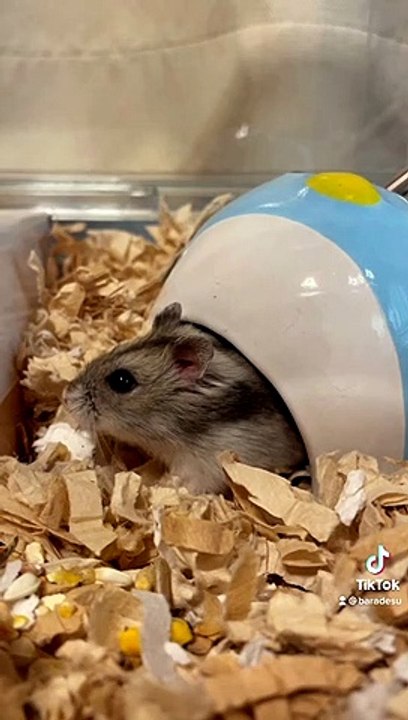 hamster