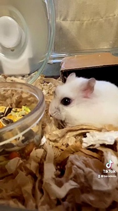 hamster