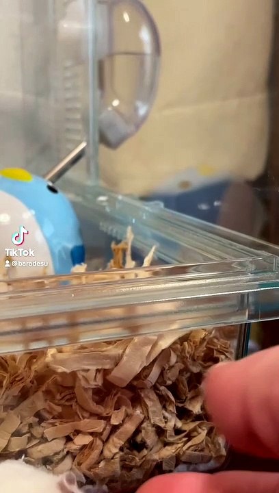 hamster