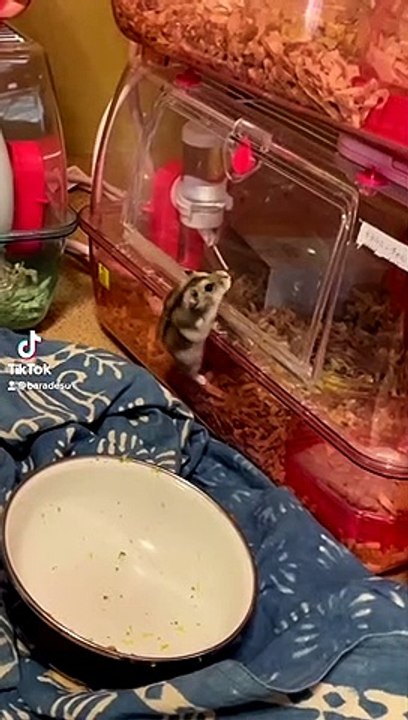 hamster