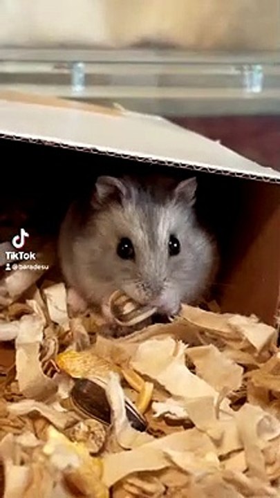 hamster