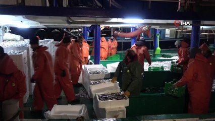 Türkiye’nin hamsileri Kırklareli’den: Kilosu 15 liraya satıldı