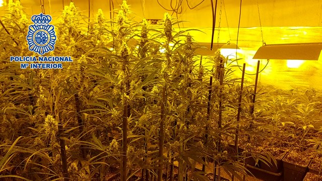 Desmantelados 2 cultivos de marihuana en chalés de lujo de Campo Real