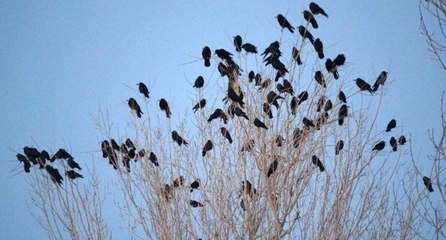Profesörden ‘karga istilası’ açıklaması