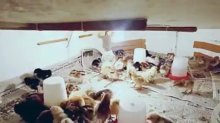 deshi chicken farm