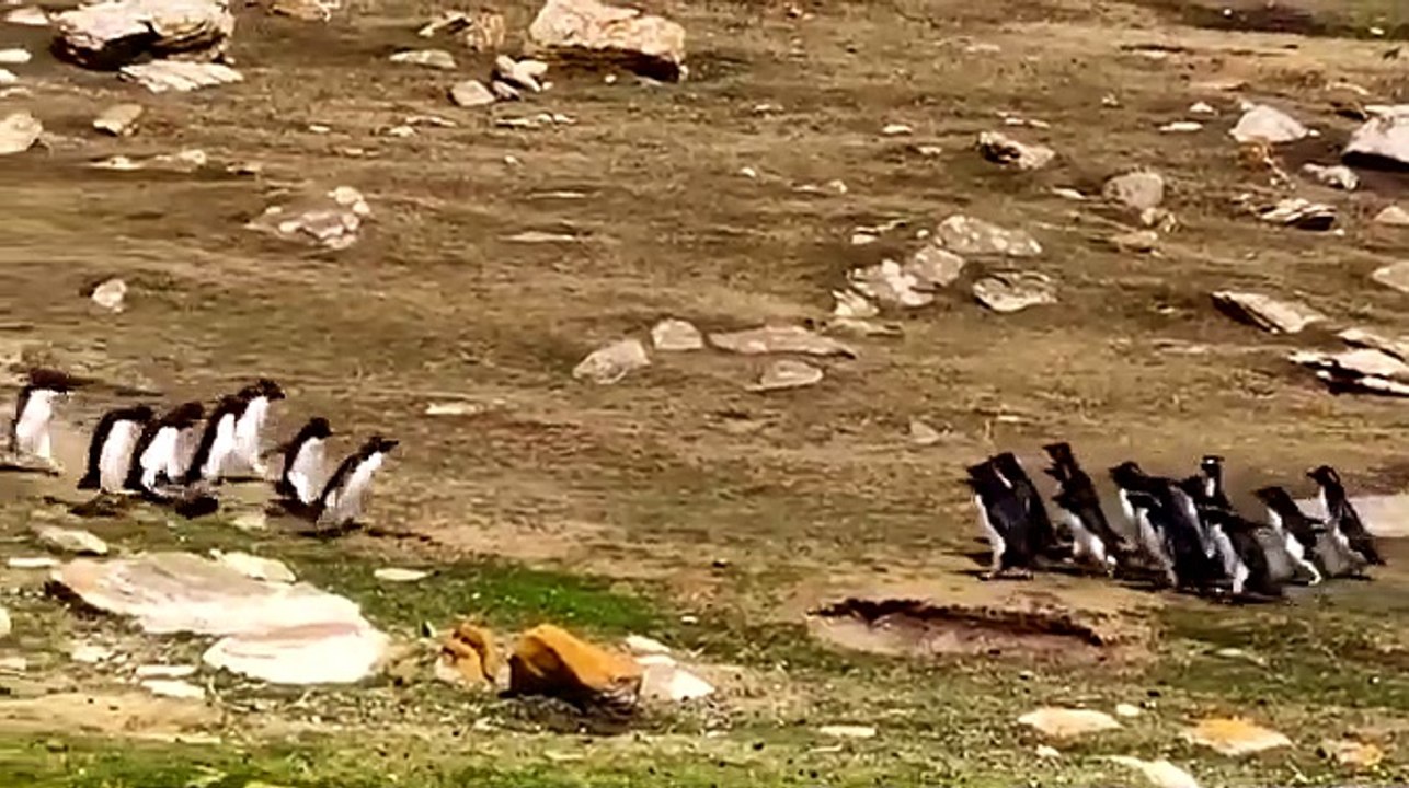 Deux groupes de manchots se croisent sur une île