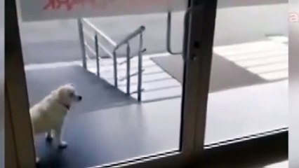 5 gün boyunca hastane kapısında bekleyen 'Boncuk' sahibine kavuştu