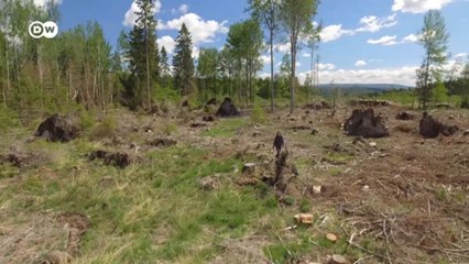 Besouros e fungos ameaçam florestas da Alemanha