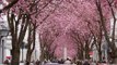 As famosas cerejeiras de Bonn