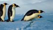 Pinguins-imperadores podem estar extintos em 80 anos