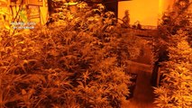 Un investigado tras desmantelar un cultivo 'indoor' con 71 plantas de marihuana en Córdoba