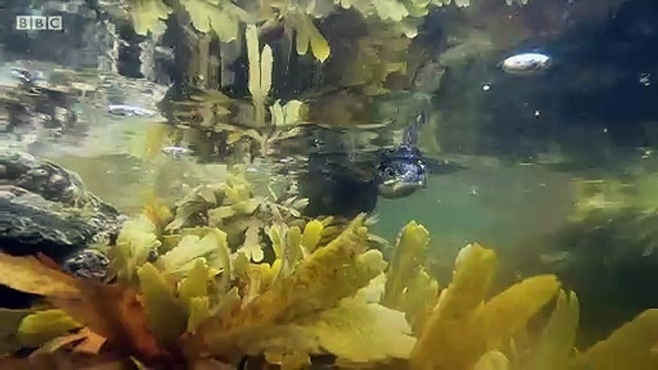 Winterwatch episode 1 2021