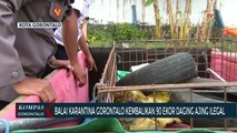 Balai Karantina Gorontalo Kembalikan 90 Ekor Daging Ajing Ilegal Ke Daerah Asal
