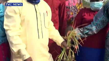 Federal Polytechnic Ede complains of destruction of rice farmlands