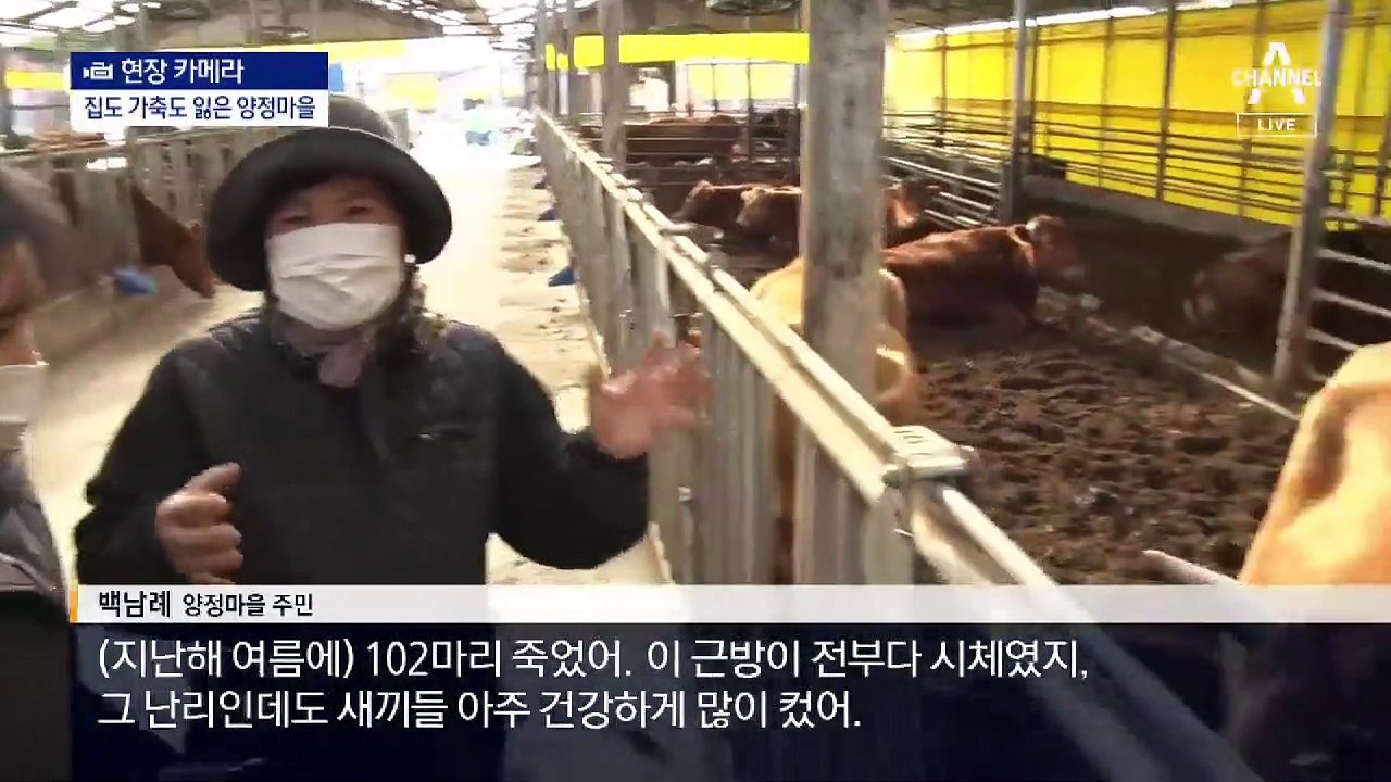 [현장 카메라]소 잃고 집 잃고…마음 시린 겨울나기