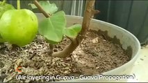 Guava tree air layering technique using cocopeat