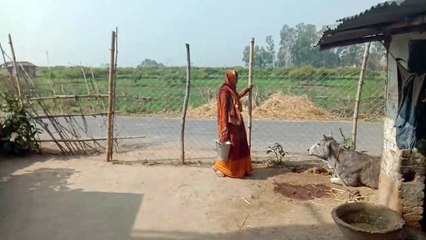 Cow milking village woman by hand