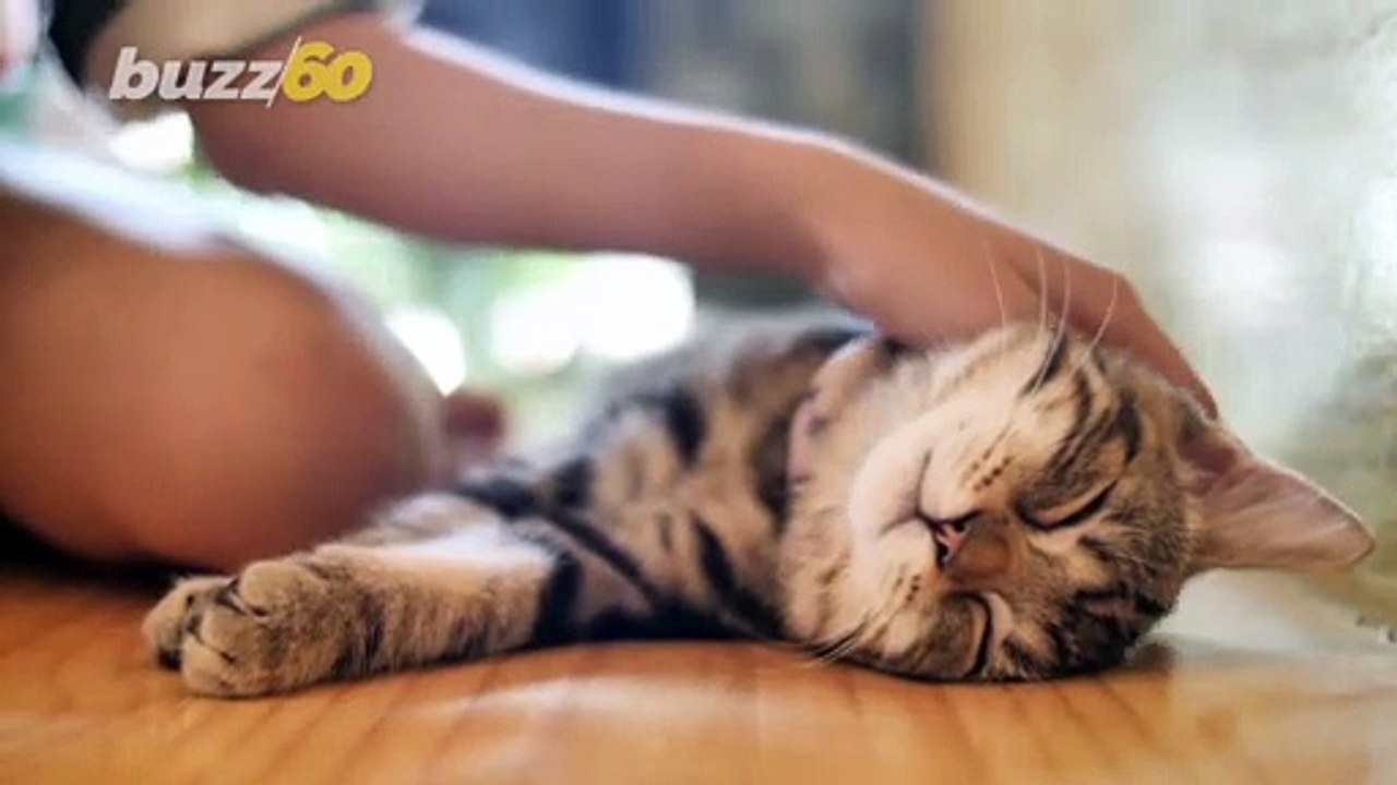 This Funny Footage of a Cat Riding on a Roomba...