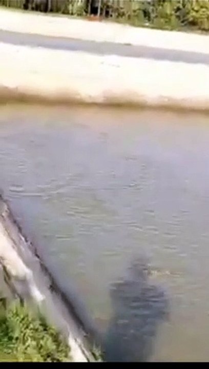 Fish Farm