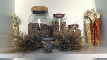 7 bin yıllık tohumlar Bodrum’da başak verecek