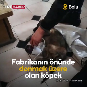 Donmak üzere olan köpeği saç kurutma makinesiyle ısıttılar
