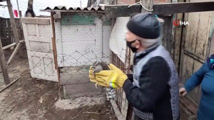 Girdiği kümes atmacanın sonu oluyordu