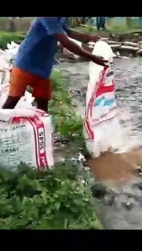 Fishes Fallen On Food Grains...