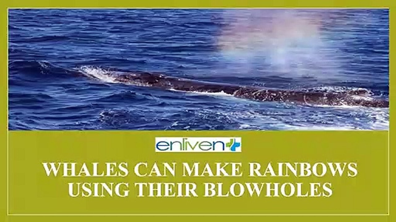 Whales Can Make Rainbows Using Their Blowholes.