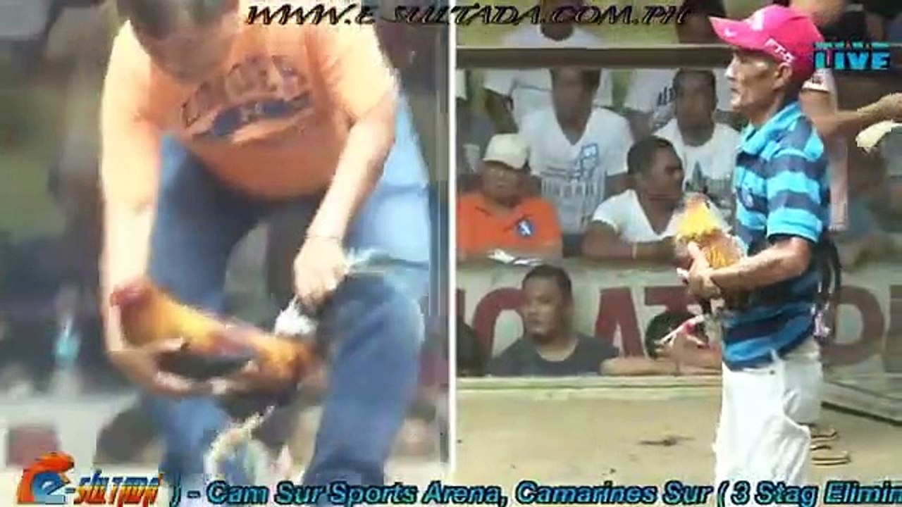 ( 1ST ELIMS 3-STAG ) 7-STAG Panafracia Derby ( CAMSUR SPORTS ARENA )
