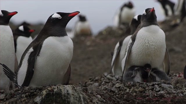 Two Male Penguins Incubate and Raise Orphaned Chick of Different Species at SeaWorld San A