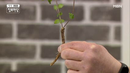 작은 고추가 맵듯, 작은 더덕도 알차다!