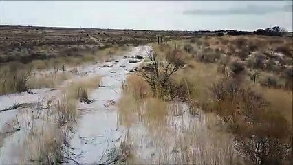 Mia retrieves goose 2