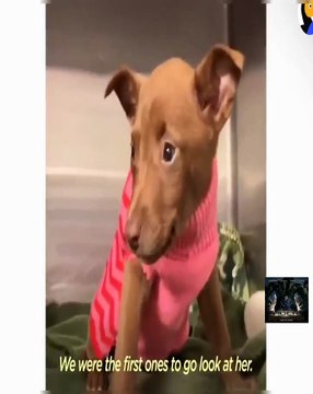 Дворец для Путина. История самой большой взятки