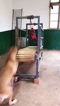 Ce chien aime le tapis de course !