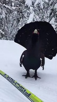 Un skieur rencontre un grand tétras