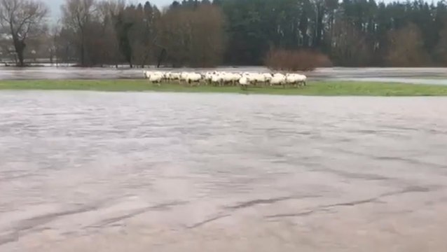 Stranded sheep wait for flooding to subside