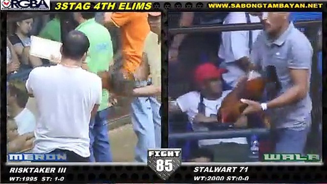 3-Stag Derby - RGBA Blue Mountain Sabong Sports