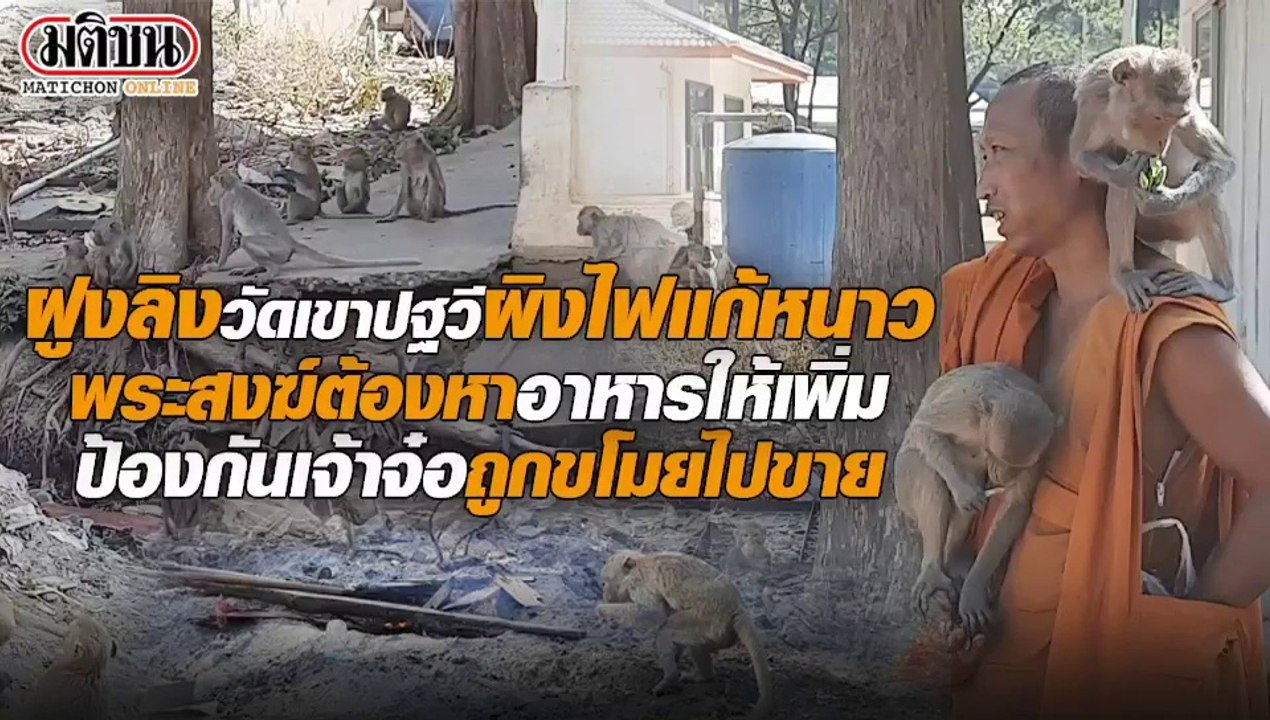 ฝูงลิงวัดเขาปฐวี ผิงไฟแก้หนาว พระสงฆ์หาอาหารให้เพิ่ม ป้องกันถูกจับไปขาย