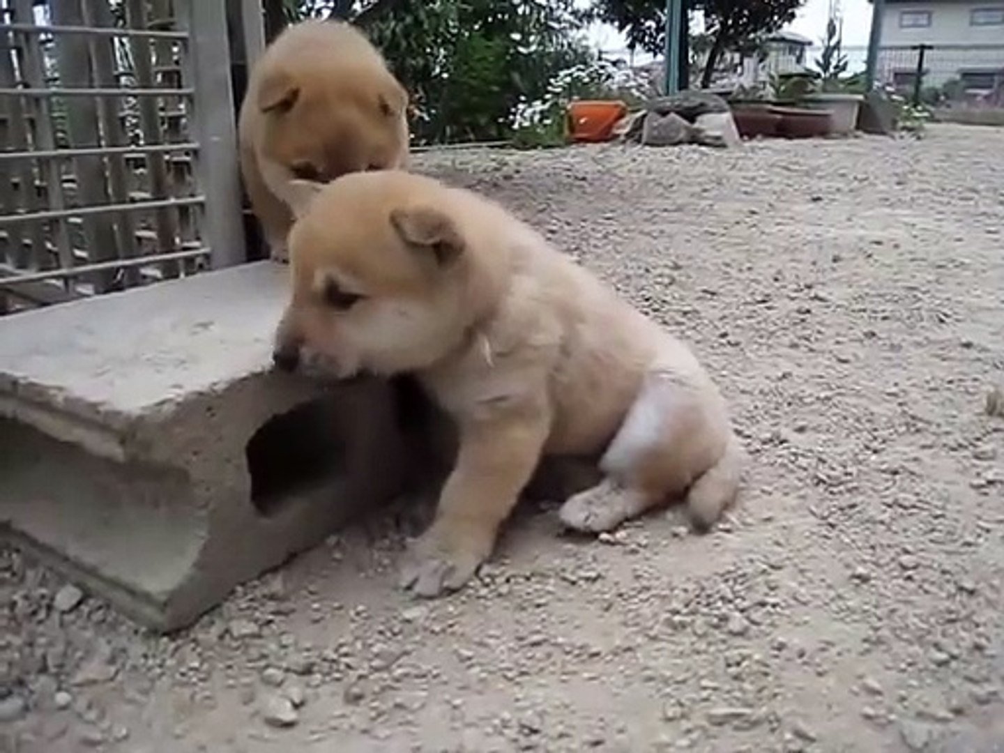 ⁣Baby Dog Adorable ✓ Puppy Pets Cute Animals