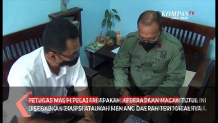 Macan Tutul di Kaki Gunung Semeru Terekam Kamera