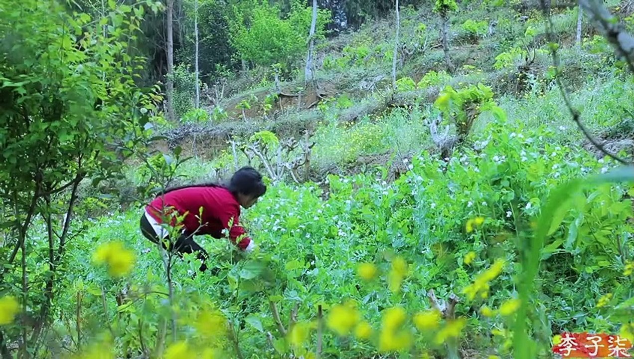 エンドウ豆の生活