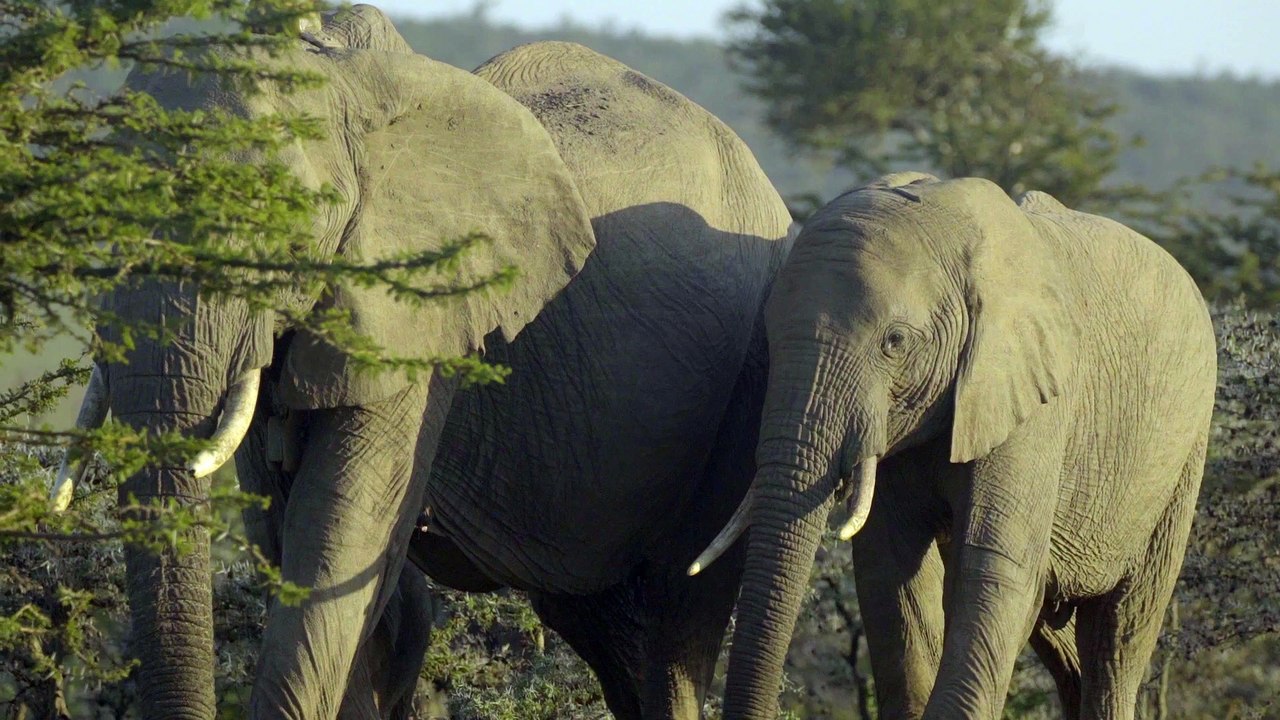 African elephant
