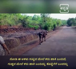 Pregnant Cow Delivers Calf In A Forest, Returns To Owners For Help
