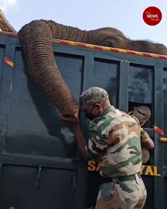 Elephant being taken for treatment dies in TN, Forest officials get emotional